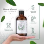 HBNO California Bottled Eucalyptus Essential Oil for Diffuser 4 fl oz (120ml) – Natural Eucalyptus Oil – Perfect Eucalyptus Oil Essential Oil for Aromatherapy & DIY – Essential Oils Eucalyptus