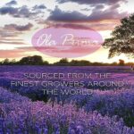 Ola Prima 4 oz Lavender Essential Oil for Diffuser, Soap, Candle Making, and Aromatherapy